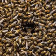 如果一个蜜蜂巢有40只蜂这个巢里最多可以放多少蜜蜂?