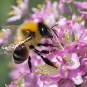 当蜜蜂想要从一朵开着的花朵中得到花蜜它会做些什么才能够成功地完成这一过程呢?