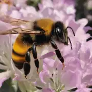 荔枝蜜蜂蜡是什么东西呀?