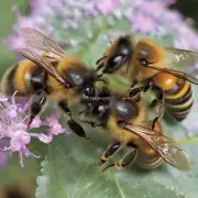 蜜蜂如何保护自己的家和幼仔?