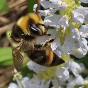 如果你在野外散步时遇到了一只蜜蜂那么你最好做哪些事来做避免被它蜇伤?
