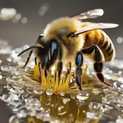 蜜蜂会打什么样的糖水比如甜味淡黄色?