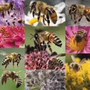 蜜蜂秋繁幼虫对于不同类型的花粉有怎样的选择偏好?