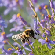 最快的蜜蜂体型有多大?