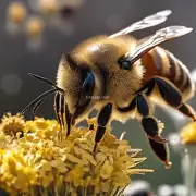 蜜蜂在冬天里会找到蜜源来补充能量吗?