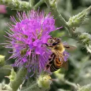 为什么蜜蜂会选择特定的花朵来采集花粉和蜜糖?