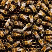 您对蜜蜂单箱多少钱一斤有什么具体的了解吗?