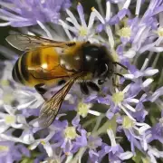 野生蜜蜂是如何获取蜜糖的?