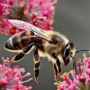 梦见家中的蜜蜂是什么样的东西呢?