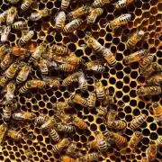 野生蜂巢一般能收集多少蜂蜜?