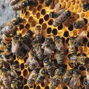 蜜蜂热坏的原因是什么?