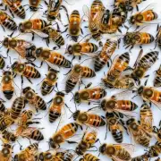 蜜蜂采花蜜的过程中一般会选择哪些时间段来采集食物呢?