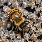 蜜蜂秋繁幼虫的排泄物是否有什么特征?