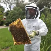 在处理蜜蜂多王台之后我应该如何保持家庭的安全性?