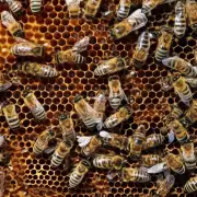 南方蜜蜂在冬天里如何喂养蜂蜜?