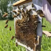 在购买蜜蜂的过程中需要注意些什么细节问题吗?
