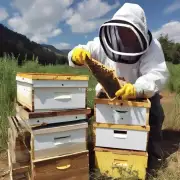 养蜂人们是怎么养蜜蜂不会飞了呢?