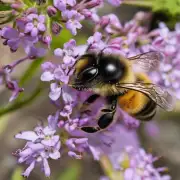 蜜蜂春繁是否会使用化学肥料或杀虫剂来种植他们的作物吗?