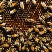 你想知道为什么人们选择在春湾镇进行蜜蜂养殖吗?