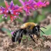 蜜蜂的正常飞行高度是多少米?