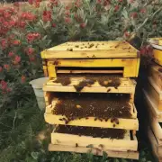 如果我打算购买一整个蜂巢可以要求提供采蜜的蜜蜂吗?