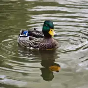 鸭子会游泳吗?