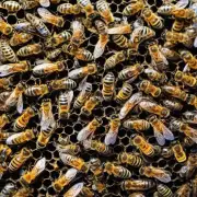 如果河北想吸引更多的外来蜜蜂应该采取什么措施?