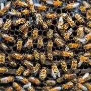 河北引入外来蜜蜂是否存在风险?