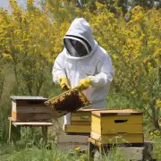 在养蜜蜂过程中需要遵守哪些规定和注意事项?