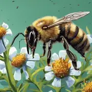 为什么有些时候蜜蜂蛰人的疼痛会更加剧烈?