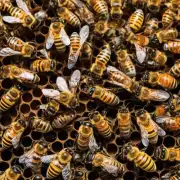 为什么打蜜蜂的成功率会随着时间而下降?