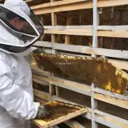 室内养蜂场地方冬季如何避免蜜蜂过度饥饿?