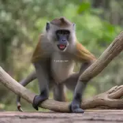 猴子是怎么平衡自己身体的平衡力的?