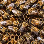 在什么季节开始繁殖蜜蜂?