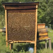 养蜂的健康危害是什么?