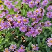如何预防蜜蜂中毒死亡?