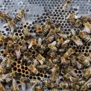 蜜蜂在进行冬眠前会有什么事情准备和适应吗?