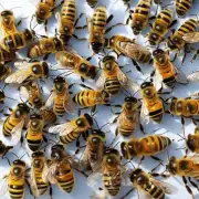 为什么河北需要引入外来蜜蜂?