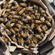 我如何知道蜜蜂是否已经采集到足够的食物并准备返回巢穴?