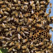 有哪些方法可以减少引诱蜜蜂的风险?