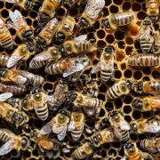 众所周知蜜蜂是重要的传粉者和养蜂人们的重要养殖物那么蜜蜂是如何成为重要的传粉者的呢?