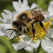 蜜蜂对什么味道敏感?