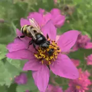 如何使用防虫喷雾或毒粉来驱赶蜜蜂?