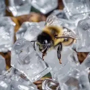 被蜜蜂蛰时可以用冰敷吗?