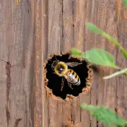 蜜蜂为什么会选择某个地方作为蜜藏地呢?