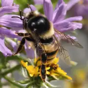 一句话什么是蜜蜂试卷?