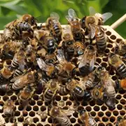 为了获得更多的花蜜养蜂人是否需要种植特定的植物以供中华蜜蜂食用?