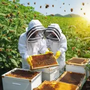如何确保中华蜜蜂得到足够的营养来生产更多蜂蜜并保持健康?