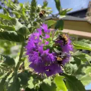 如果我在室外种植水果植物时发现蜜蜂停留在上面我可以做些什么来防止他们沾果汁或汁液吗?