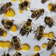 蜜蜂打糖水后会有什么变化?